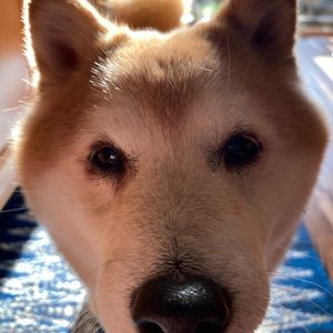 Meet your Posher, Joey